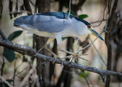 Palo Verde Bird Sanctuary Tour 1