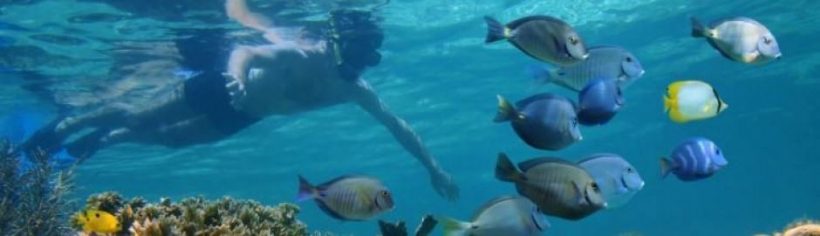 Snorkeling breathtaking underwater wildlife 1